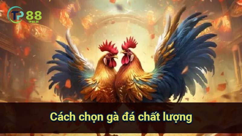 cach-chon-ga-da-chat-luong