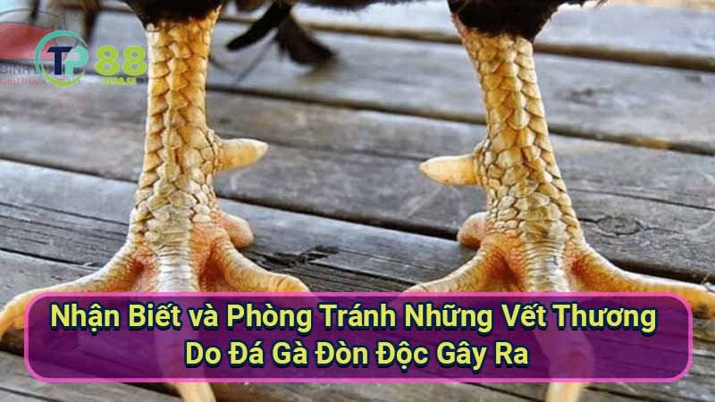 y-nghia-tam-linh-va-phong-thuy-cua-mau-mang-da-ga