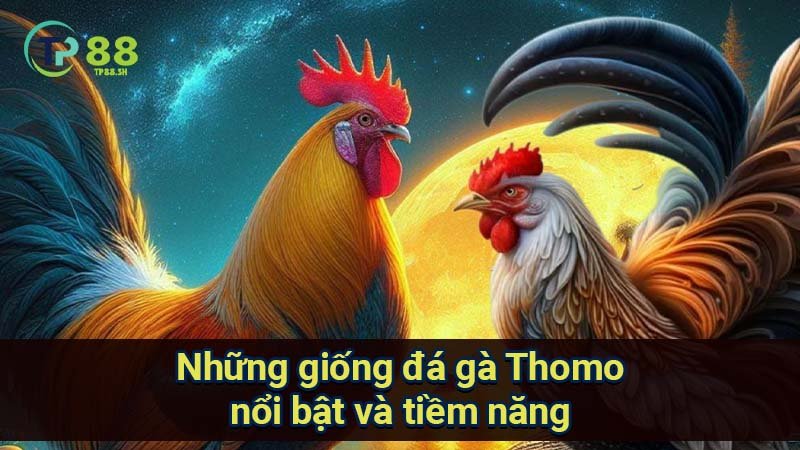 nhung-giong-da-ga-thomo-noi-bat-va-tiem-nang