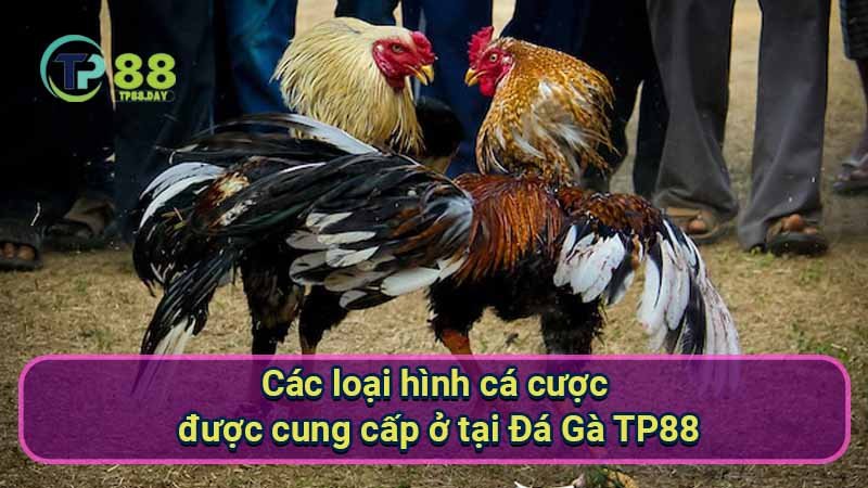 Đá Gà TP88 - Khám Phá Thế Giới Cá Cược Duyên Dáng Và Hấp Dẫn 1 cac-loai-hinh-ca-cuoc-duoc-cung-cap-o-tai-da-ga-tp88
