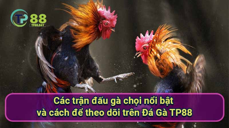 Đá Gà TP88 - Khám Phá Thế Giới Cá Cược Duyên Dáng Và Hấp Dẫn 3 cac-tran-dau-ga-choi-noi-bat-va-cach-de-theo-doi-tren-da-ga-tp88