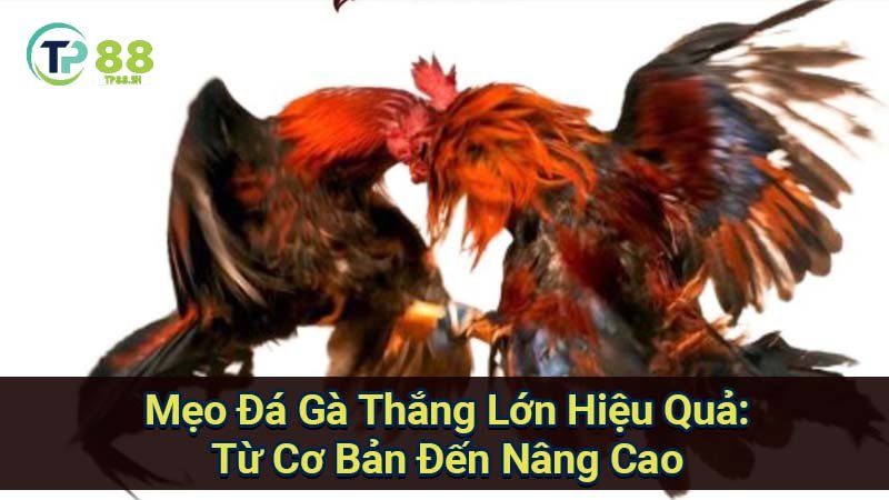 meo-da-ga-thang-lon-hieu-qua:-tu-co-ban-den-nang-cao